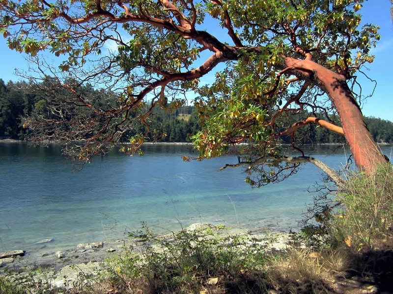 Pacific Madrone photo 2