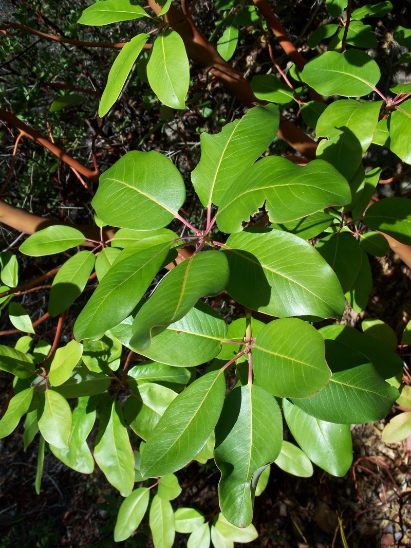 Pacific Madrone photo 3