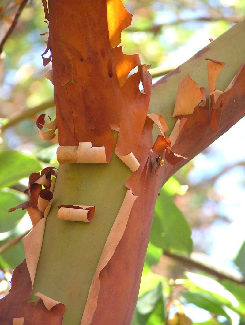 Pacific Madrone photo 5