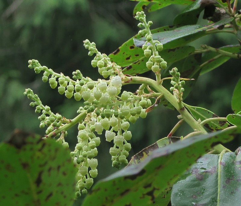 Pacific Madrone photo 6
