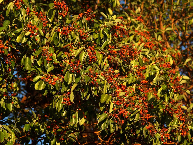 Pacific Madrone photo 7