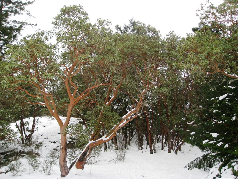 Pacific Madrone photo 8