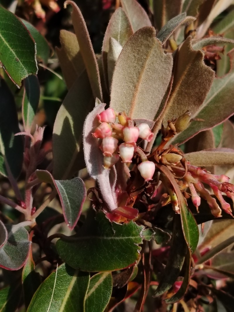 Arbutus mollis photo 2