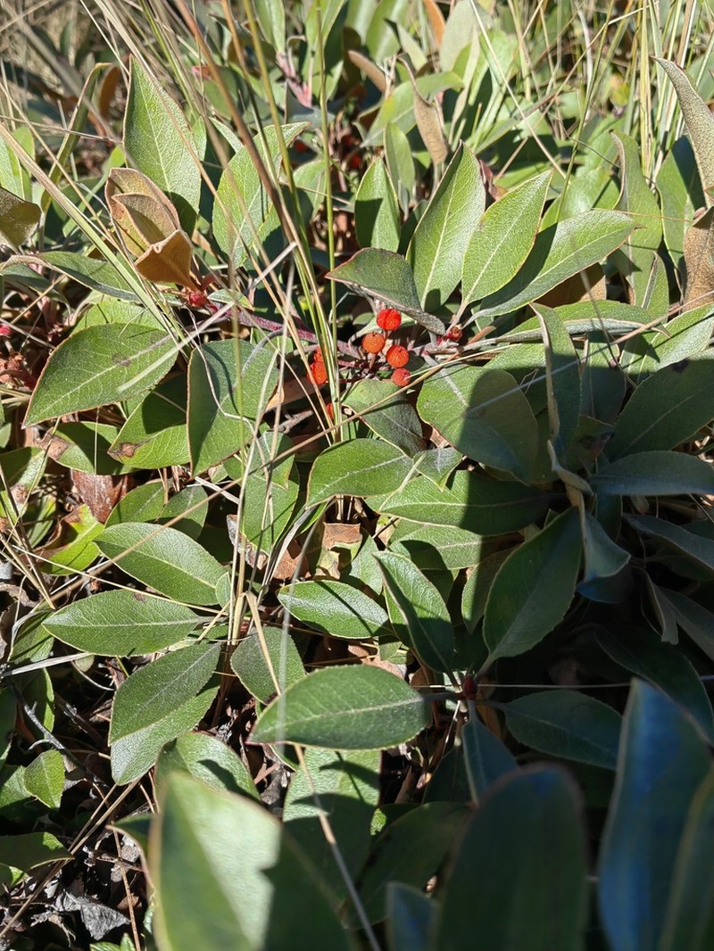 Arbutus mollis photo 3