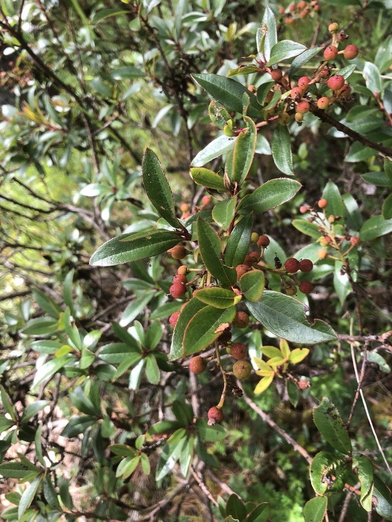 Arbutus mollis photo 4
