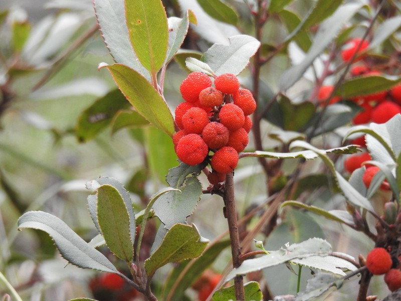 Arbutus mollis photo 5