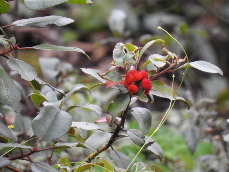 Arbutus mollis photo 6