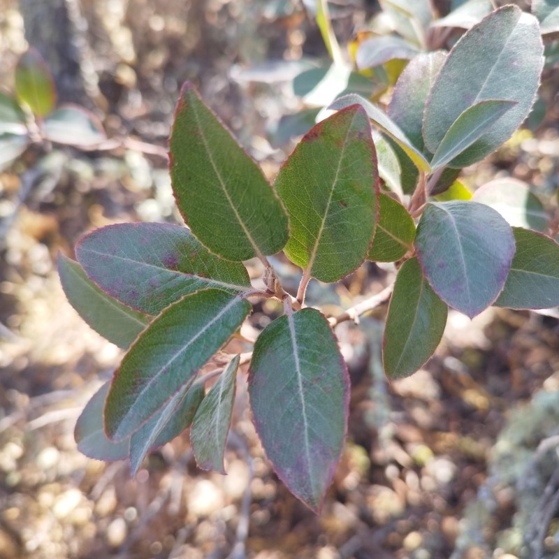 Arbutus mollis photo 7