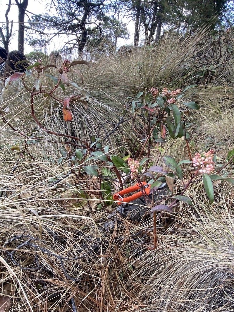 Arbutus mollis photo 8