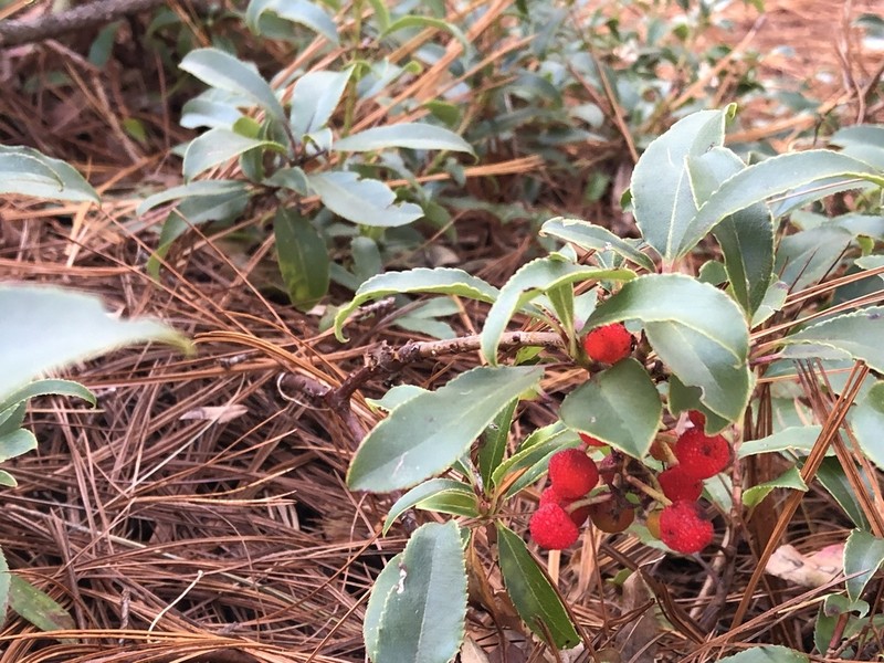 Arbutus occidentalis photo 2