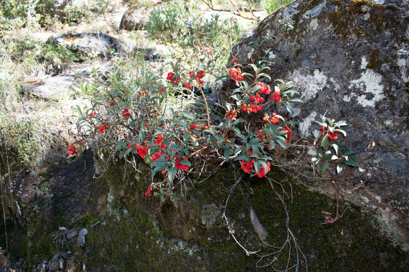 Arbutus occidentalis photo 3