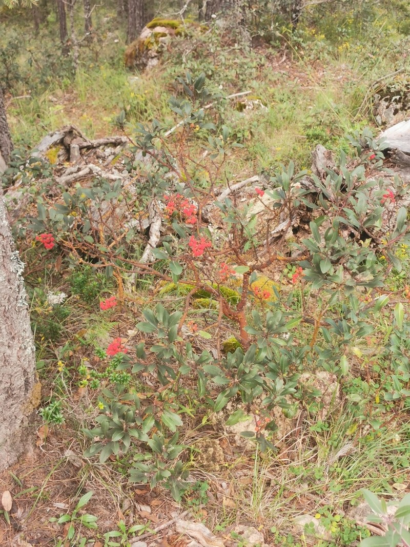 Arbutus occidentalis photo 4