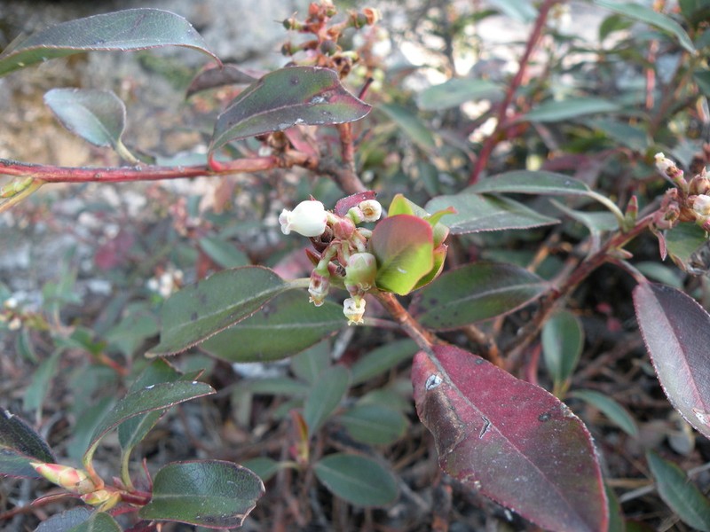 Arbutus occidentalis photo 5