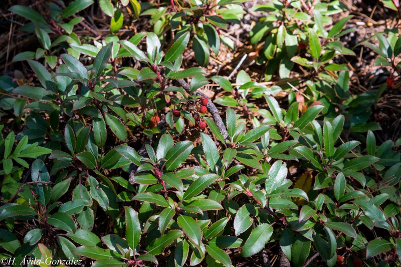 Arbutus occidentalis photo 6