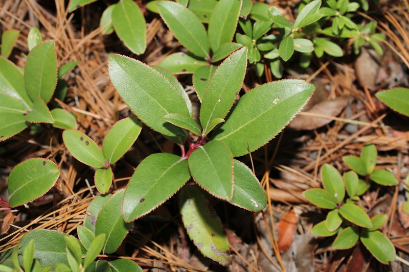 Arbutus occidentalis photo 8