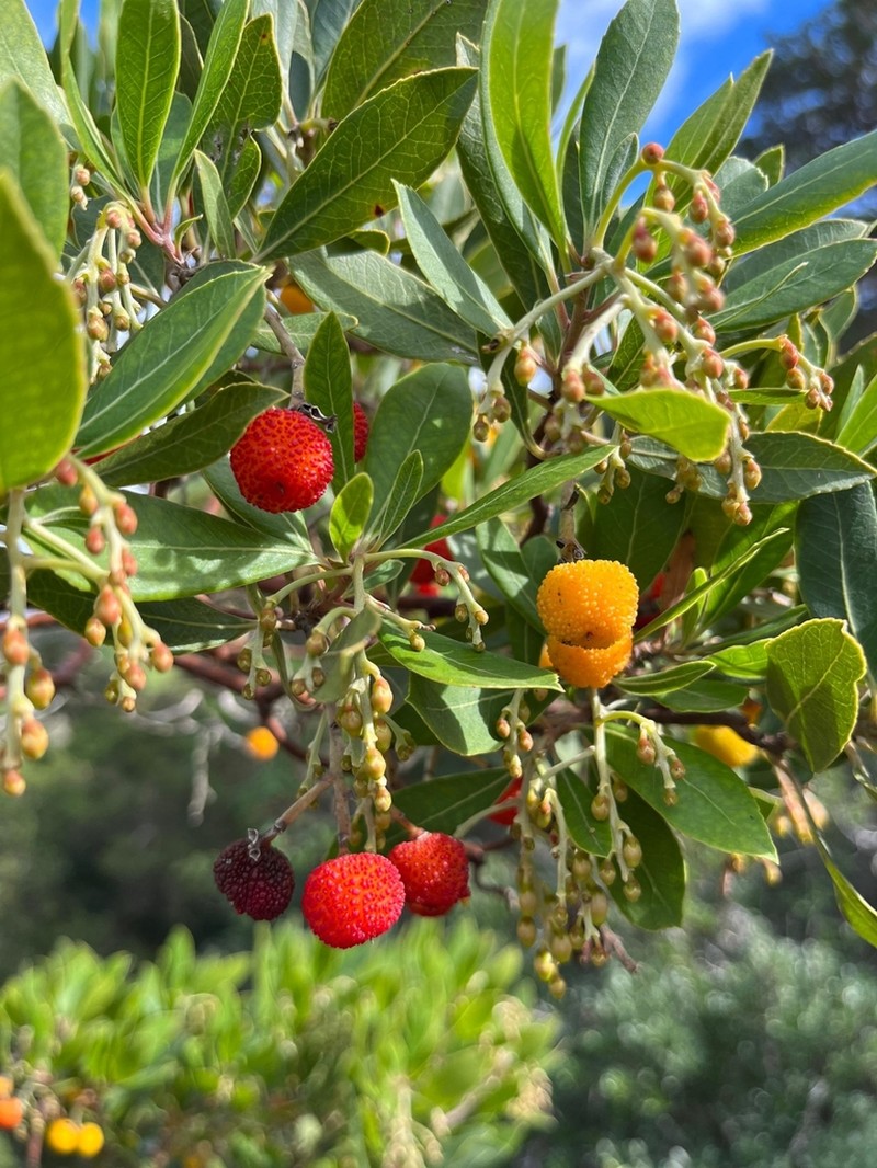 Arbutus pavarii photo 2