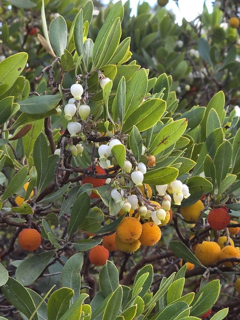 Arbutus pavarii photo 5