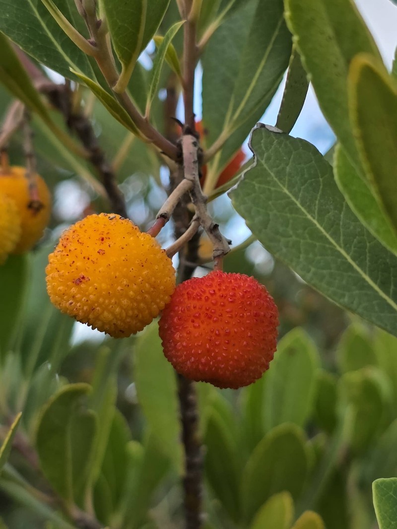 Arbutus pavarii photo 6