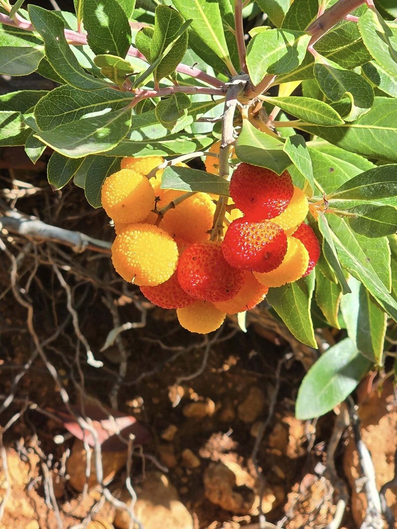 Arbutus pavarii photo 7