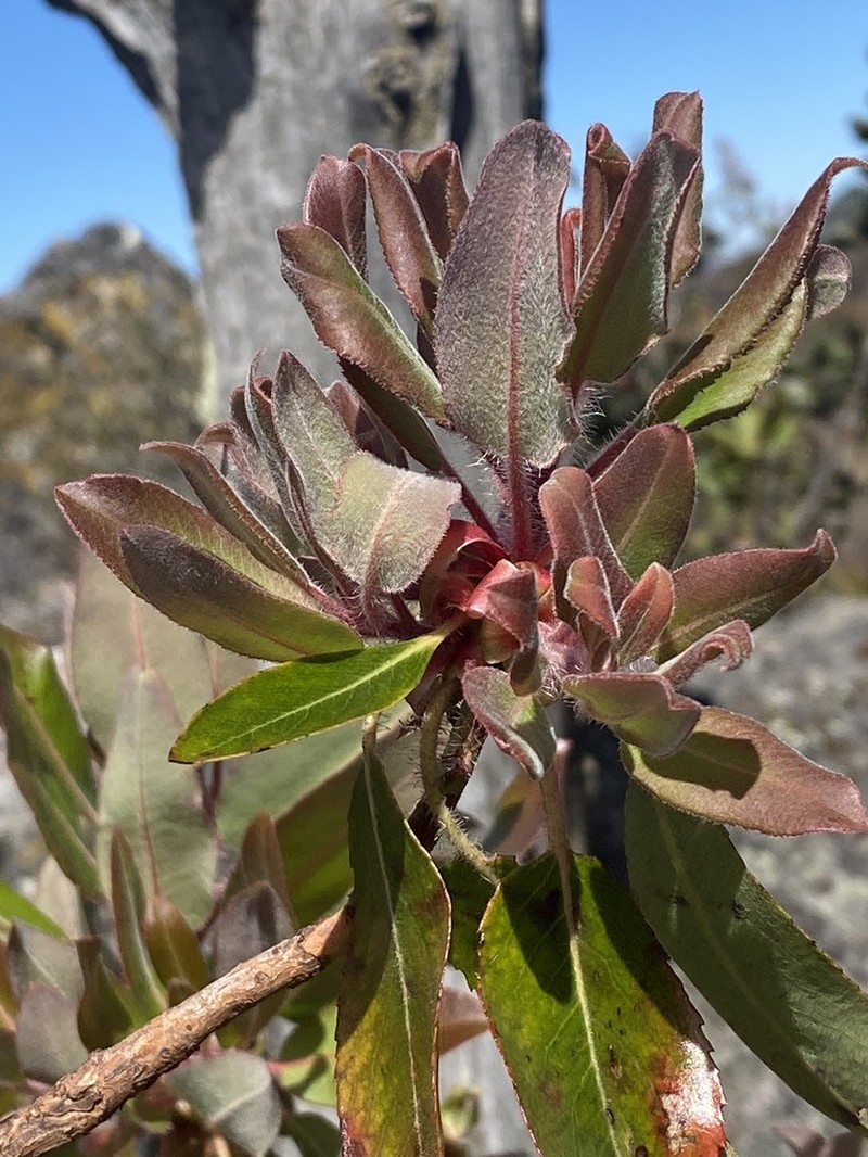 Arbutus tessellata photo 2