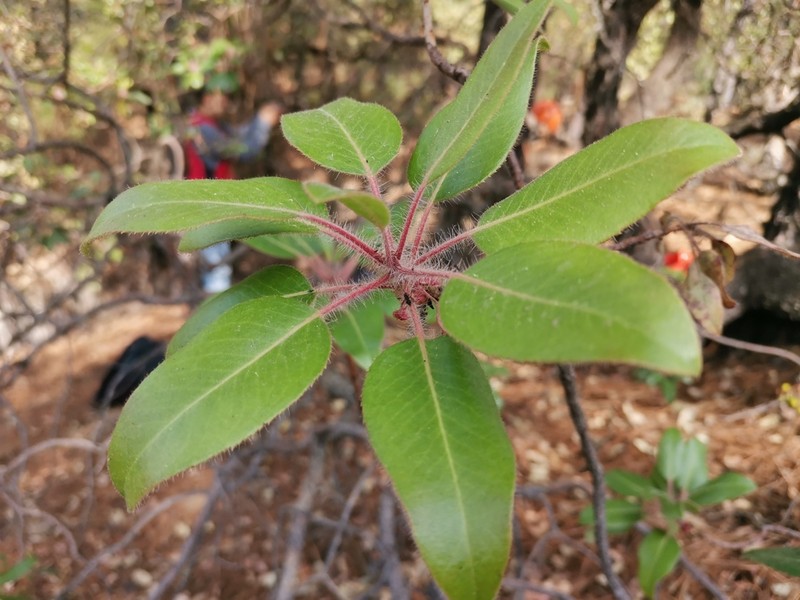 Arbutus tessellata photo 3