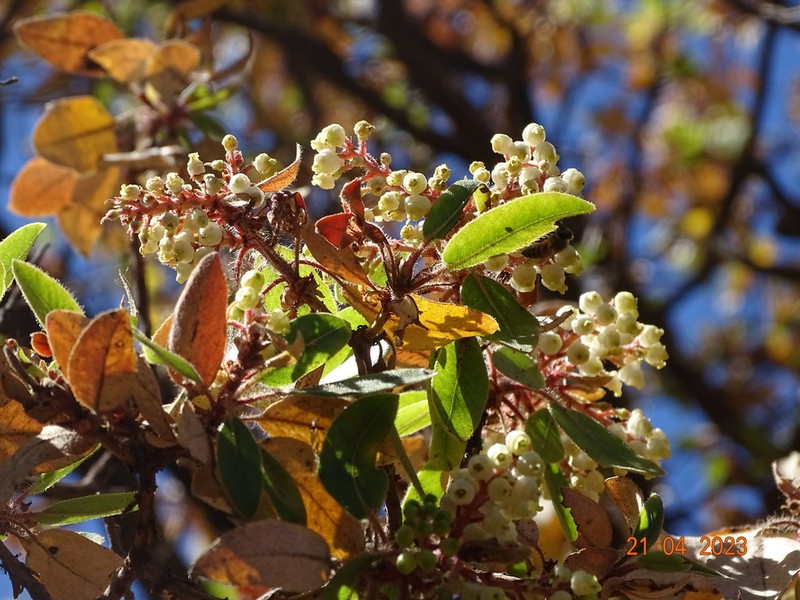 Arbutus tessellata photo 4