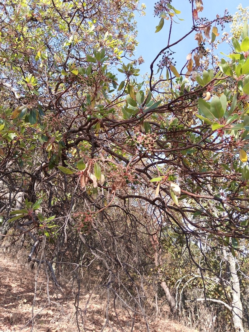 Arbutus tessellata photo 5
