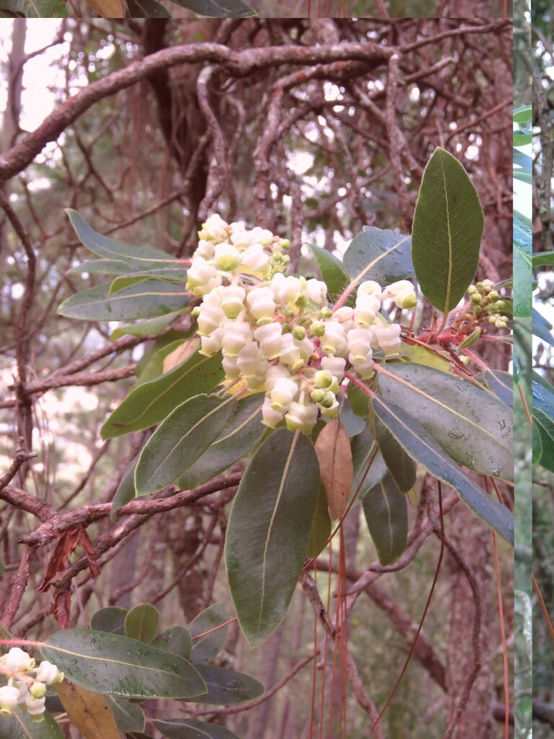 Arbutus tessellata photo 6