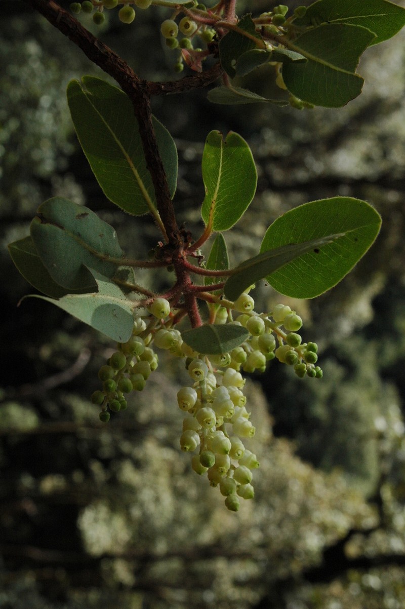 Arbutus tessellata photo 7