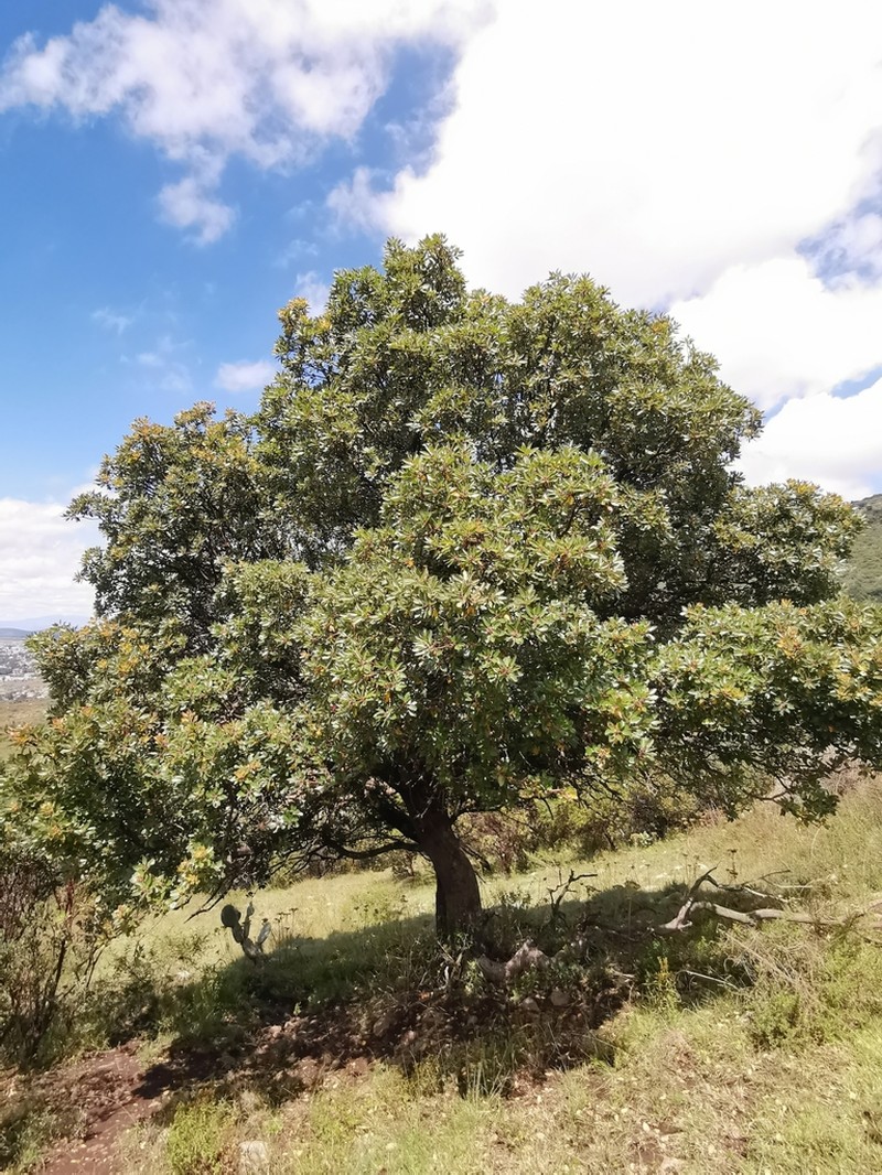 Arbutus tessellata photo 8