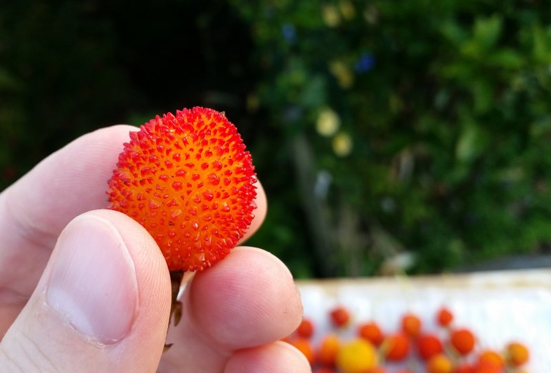 Strawberry Tree photo 3