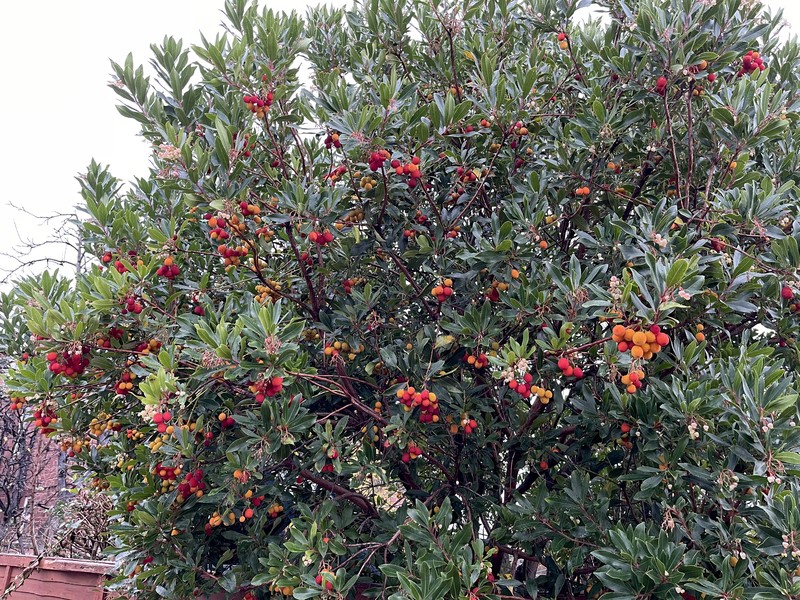 Strawberry Tree photo 4
