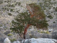 Texas Madrone