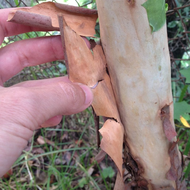 Texas Madrone photo 2