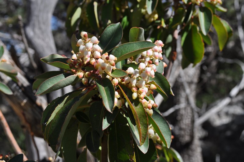 Texas Madrone photo 3