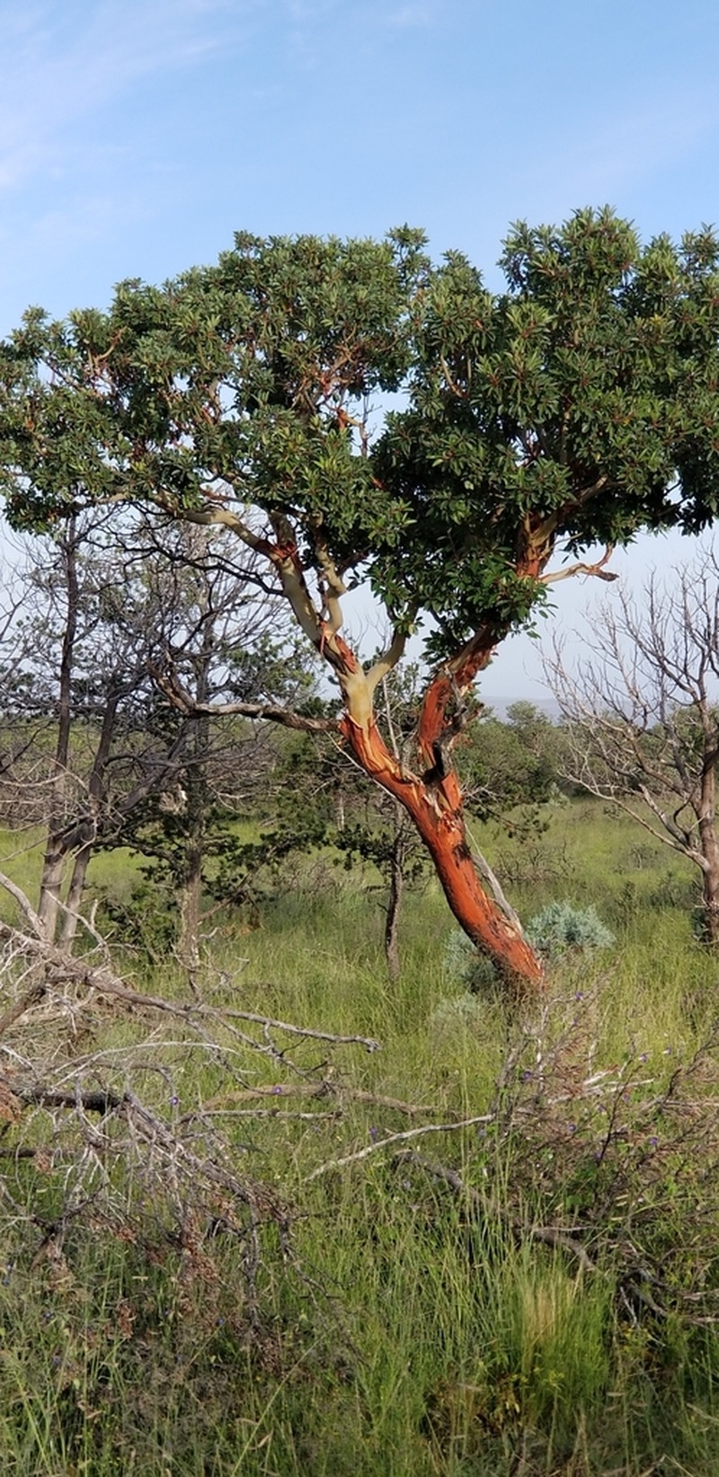 Texas Madrone photo 5