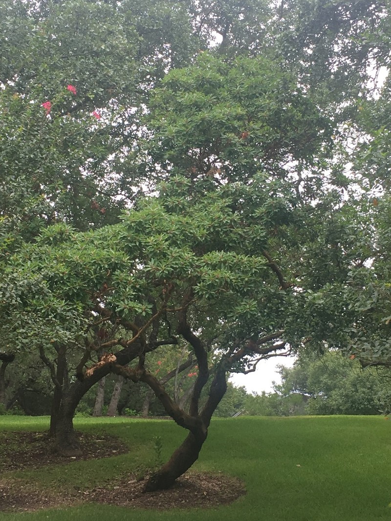Texas Madrone photo 6
