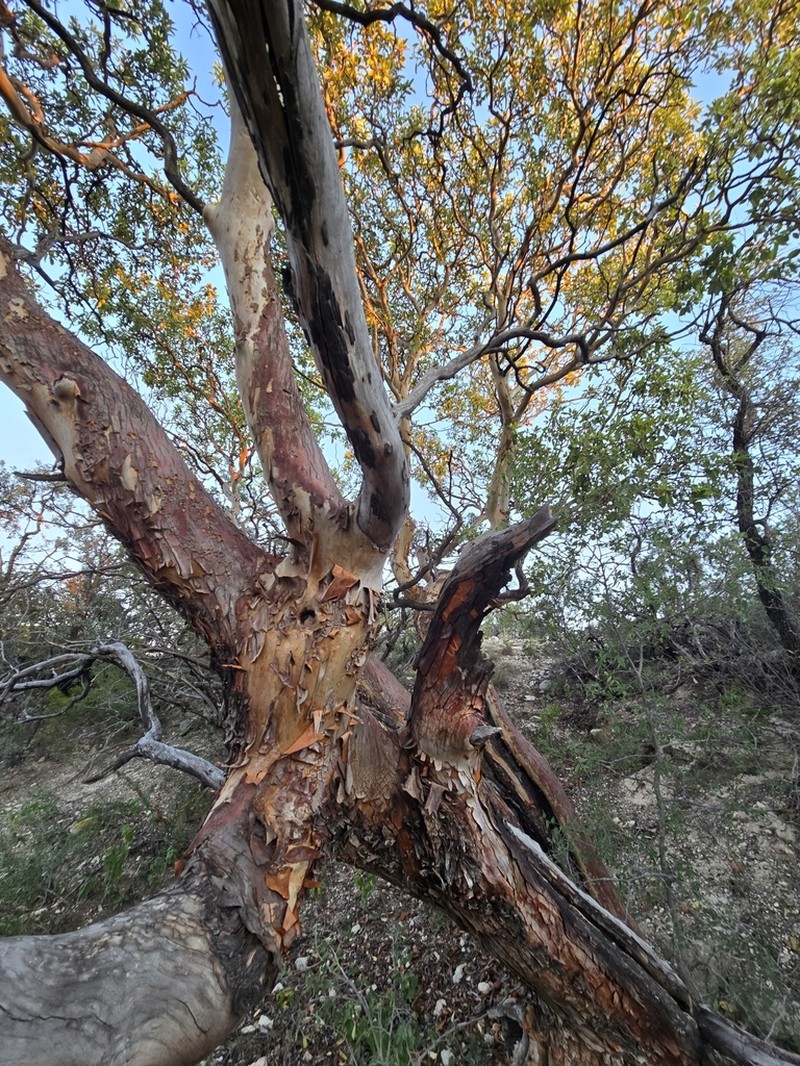Texas Madrone photo 7