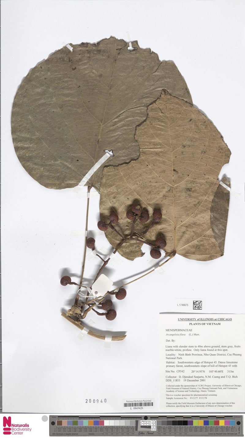 Arcangelisia flava photo 4