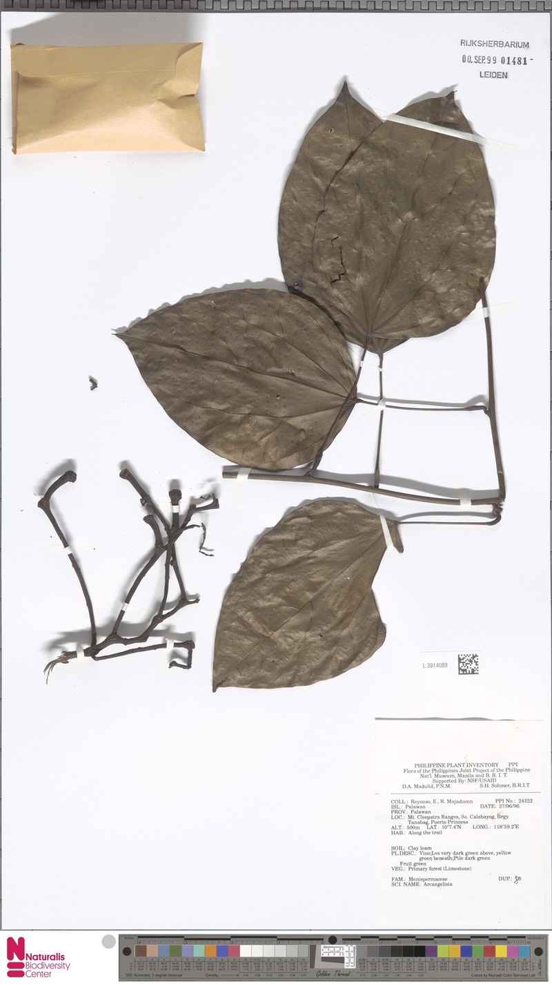 Arcangelisia flava photo 5