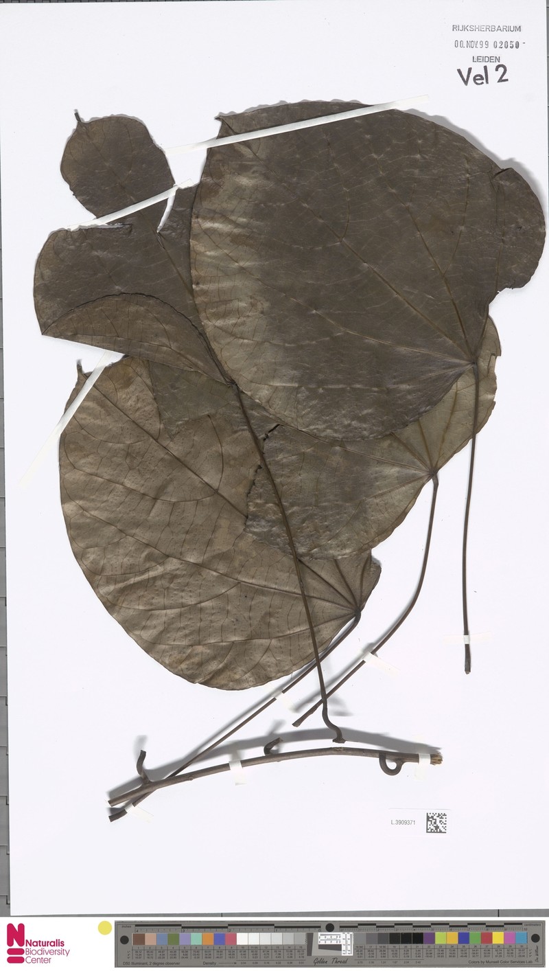 Arcangelisia flava photo 6