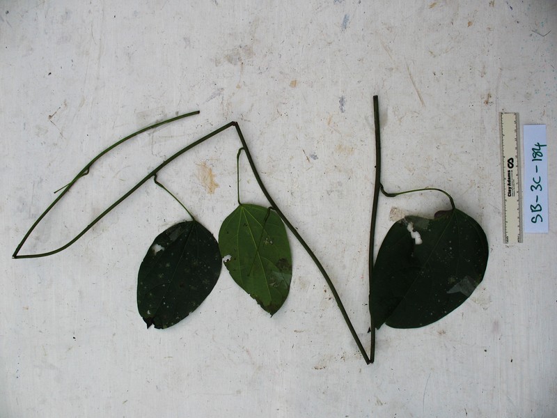 Arcangelisia tympanopoda