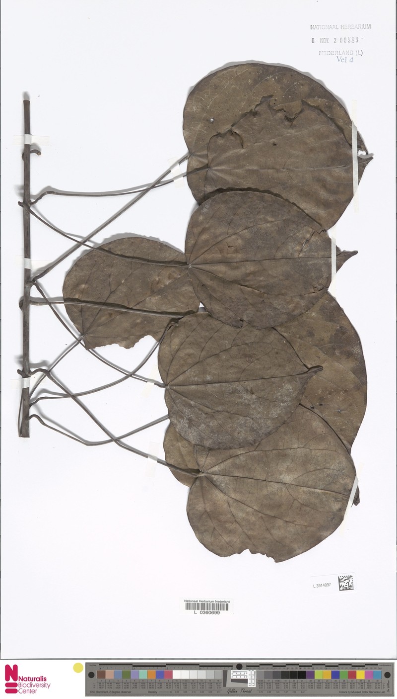 Arcangelisia tympanopoda photo 3