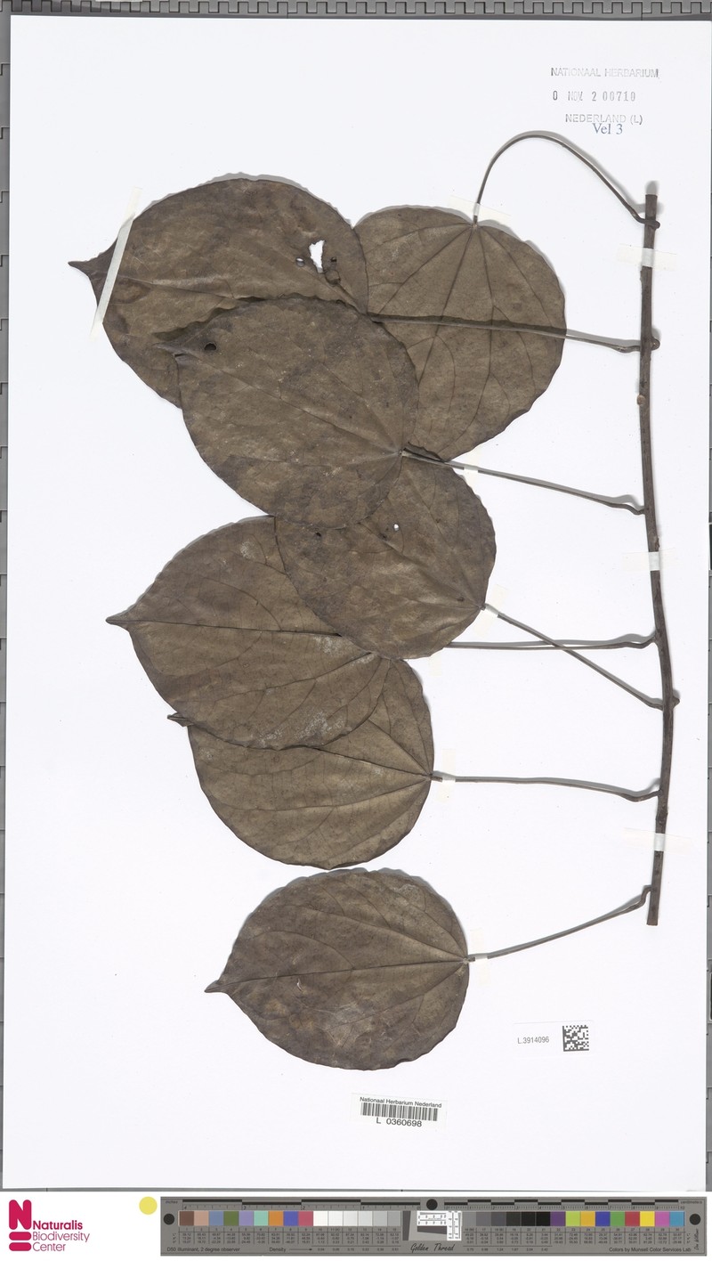 Arcangelisia tympanopoda photo 4
