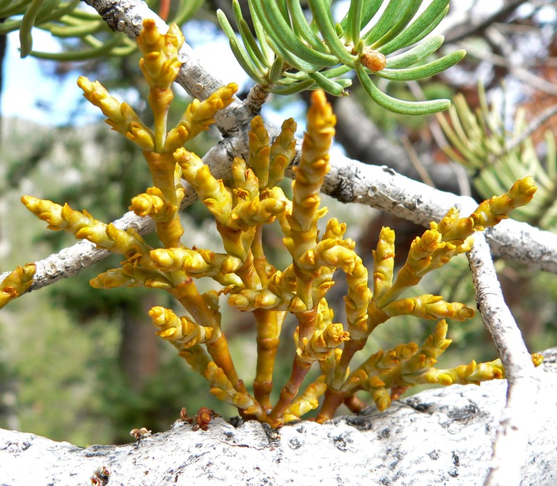 fir dwarf mistletoe