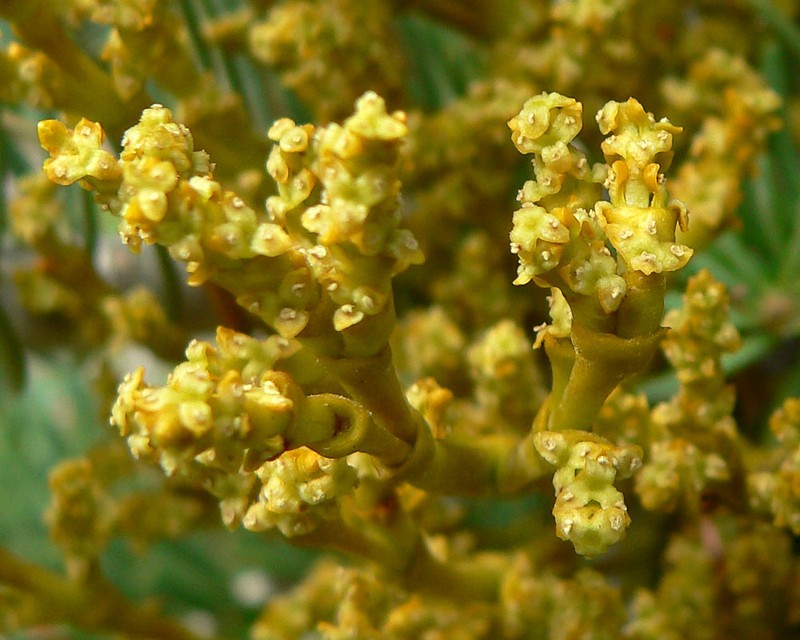 fir dwarf mistletoe photo 2