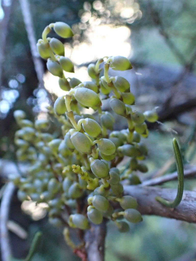 fir dwarf mistletoe photo 3