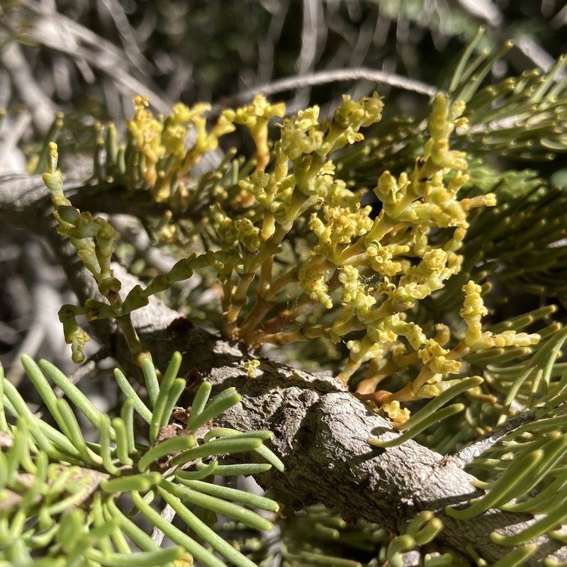 fir dwarf mistletoe photo 4