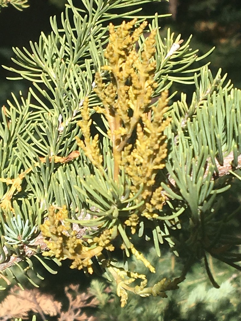 fir dwarf mistletoe photo 5