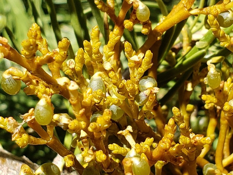 fir dwarf mistletoe photo 6
